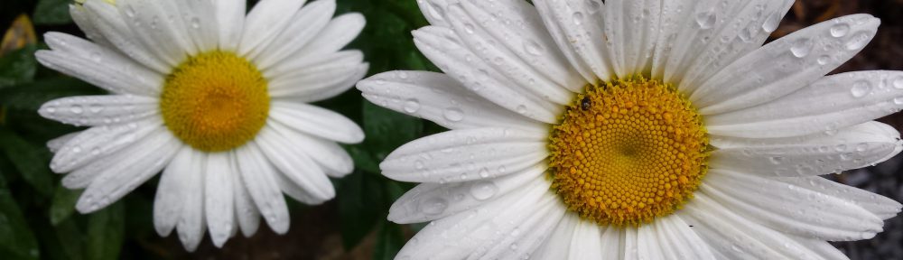 JC Reilly:  Poeta Venum