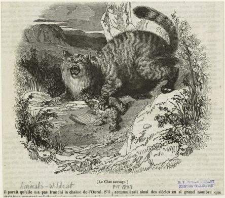 A newspaper drawing of a wild cat