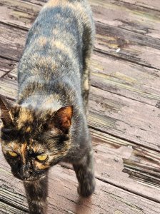 A tortie cat (black and orange) standing on a wooden deck.