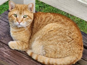 A large orange marmalade cat with piercing green eyes.