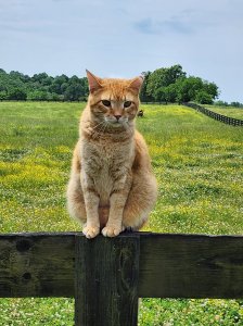 A chubby marmalade cat balances on a fence.