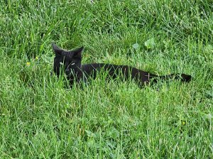 A sleek black cat sits in the middle of the grass.