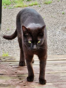 An image of a lean and handsome black cat.