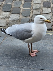 A seagull