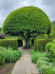 A large shaped tree in the center of the Crathes castle walled gardens