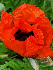 A close up of a red flower on a green background.