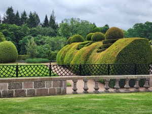 Large bush topiaries at Crathes castle