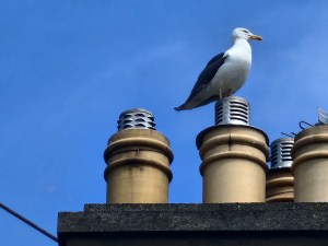 A proud seagull sits on top of a chimney against a blue sky