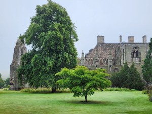 Image of the Abbey Ruins with a great big tree in the front