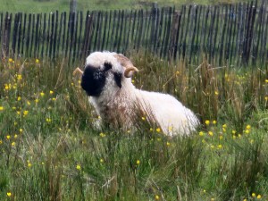 A black-faced sheep