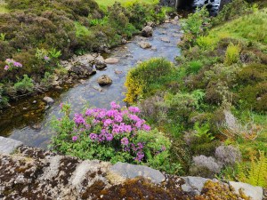 A stream with a bush of pink azaleas in the front
