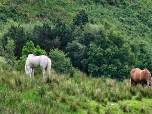 A white horse and a brown horse on a green mountain background