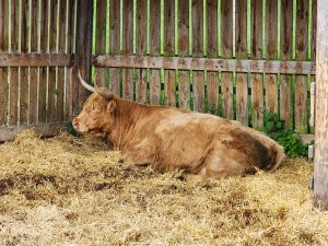 A red Heilan coo in profile, lying down