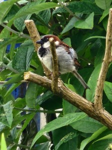 On a leafy background a fat little bird stands on a branch