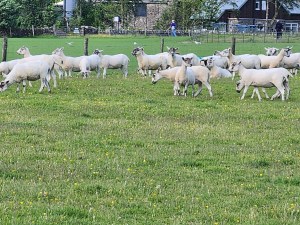 A flock of shee0