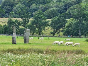 A flock of sheep behind standing stones at Kilmartin cairns