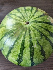 A small watermelon with bright green rind